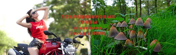 эйфоретик Богданович